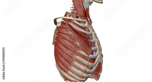 The respiratory muscles form a complex arrangement of semi-rigid bellows around the lungs.