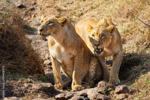 Two Young Male Lions Approach Tourist Vehicle