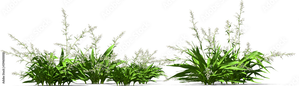 rengarenga, renga lily, new zealand rock lily, maikaika hq arch viz cutout plant rengarenga, renga lily, new zealand rock lily, maikaika hq arch viz cutout plant