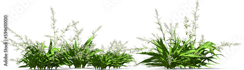rengarenga, renga lily, new zealand rock lily, maikaika hq arch viz cutout plant