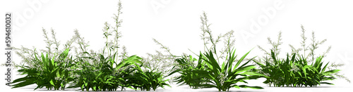 rengarenga, renga lily, new zealand rock lily, maikaika hq arch viz cutout plant