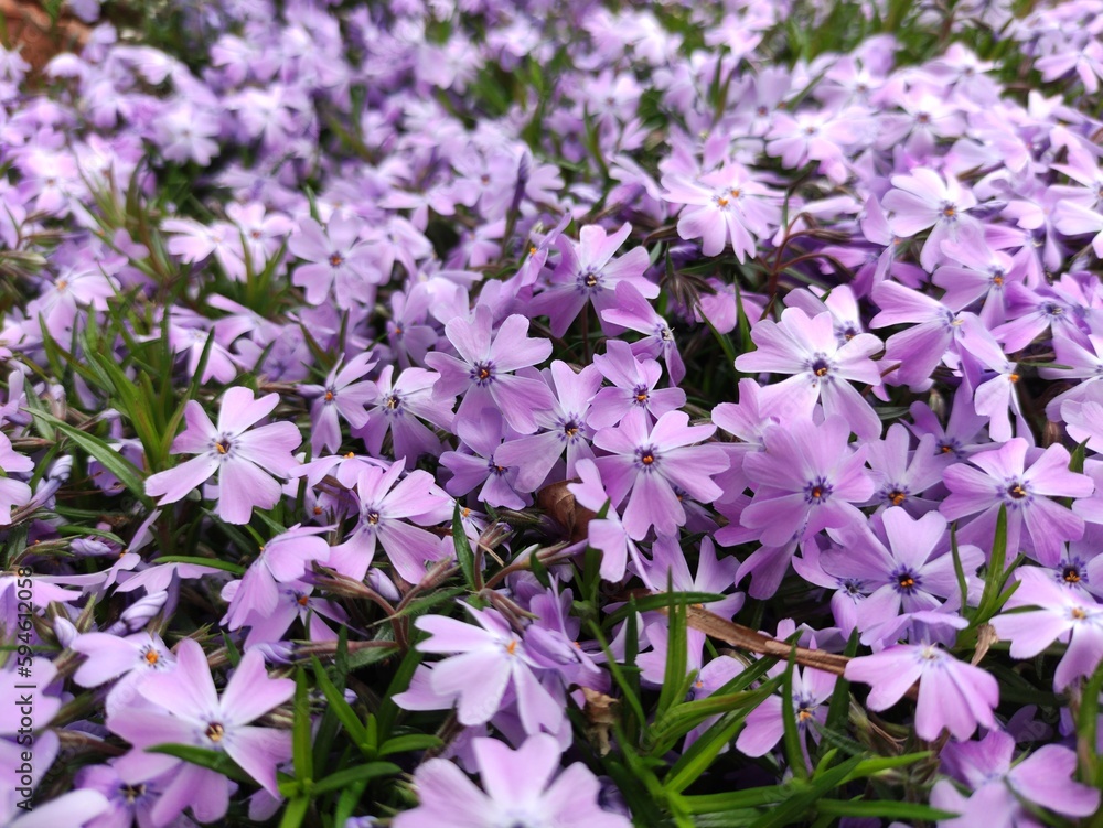 Aubrieta deltoidea flowers in the garden Aubrieta deltoidea flowers in the garden