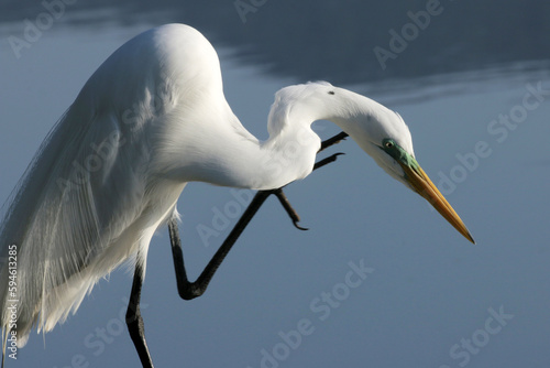 Fotografie Great heron