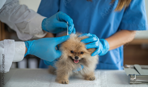 Fototapeta Naklejka Na Ścianę i Meble -  Cropped portrait of mature veterinarian examining ears and hearing of dog at vet clinic.
