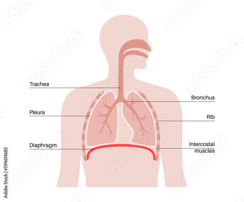 Diaphragm anatomical poster