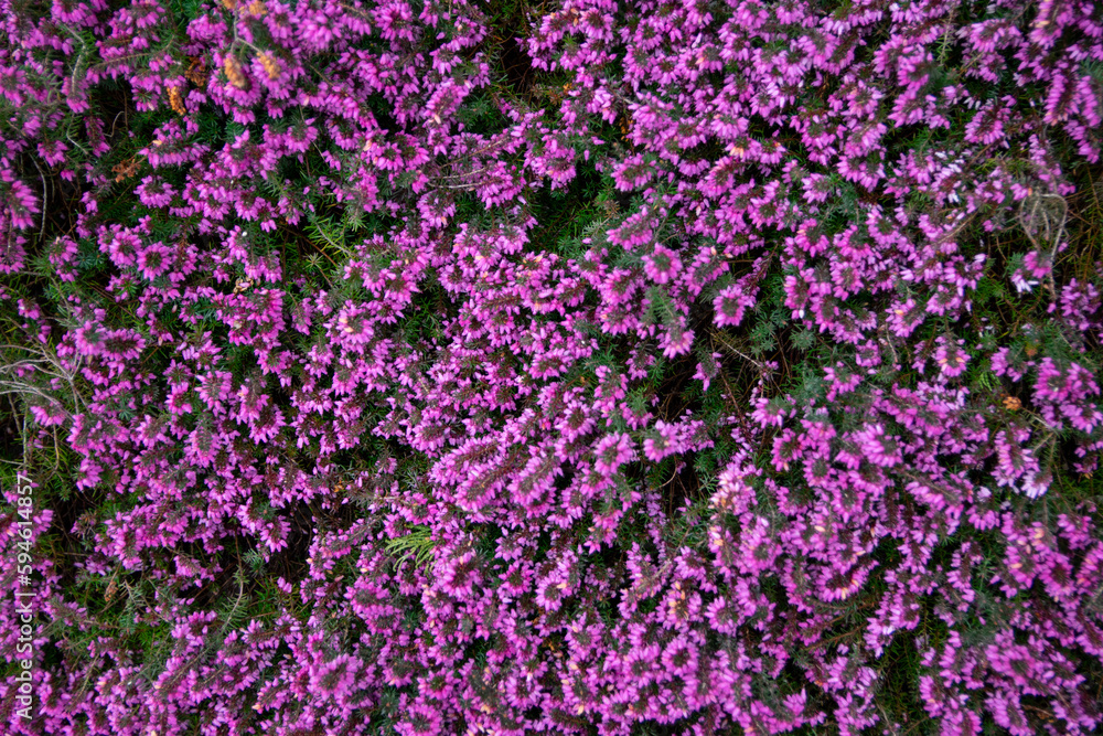 Calluna vulgaris or Ling, blooming flower