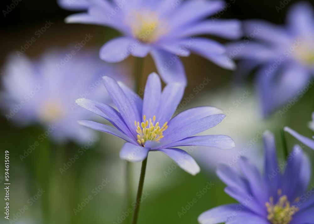 Scene of vibrant anemone wildflowers growing in a field Scene of vibrant anemone wildflowers growing in a field
