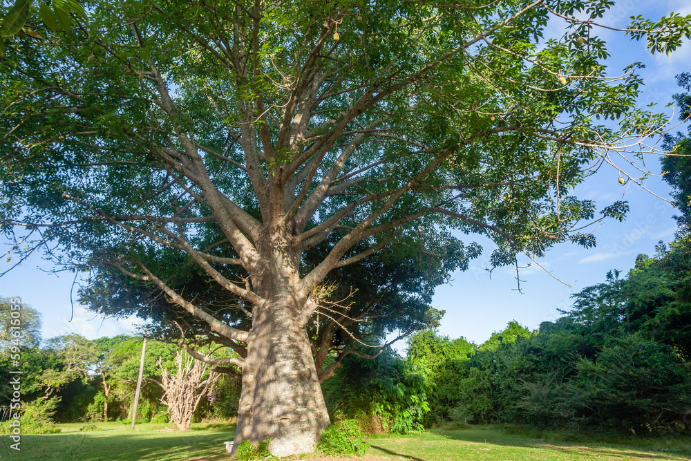 Wilderness Large Baobab Tree Tropical Wildlife Park Reserve Landscape Wilderness Large Baobab Tree Tropical Wildlife Park Reserve Landscape