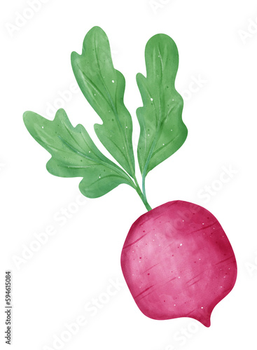 Watercolor fresh red radish vegetable vibrant color hand drawing