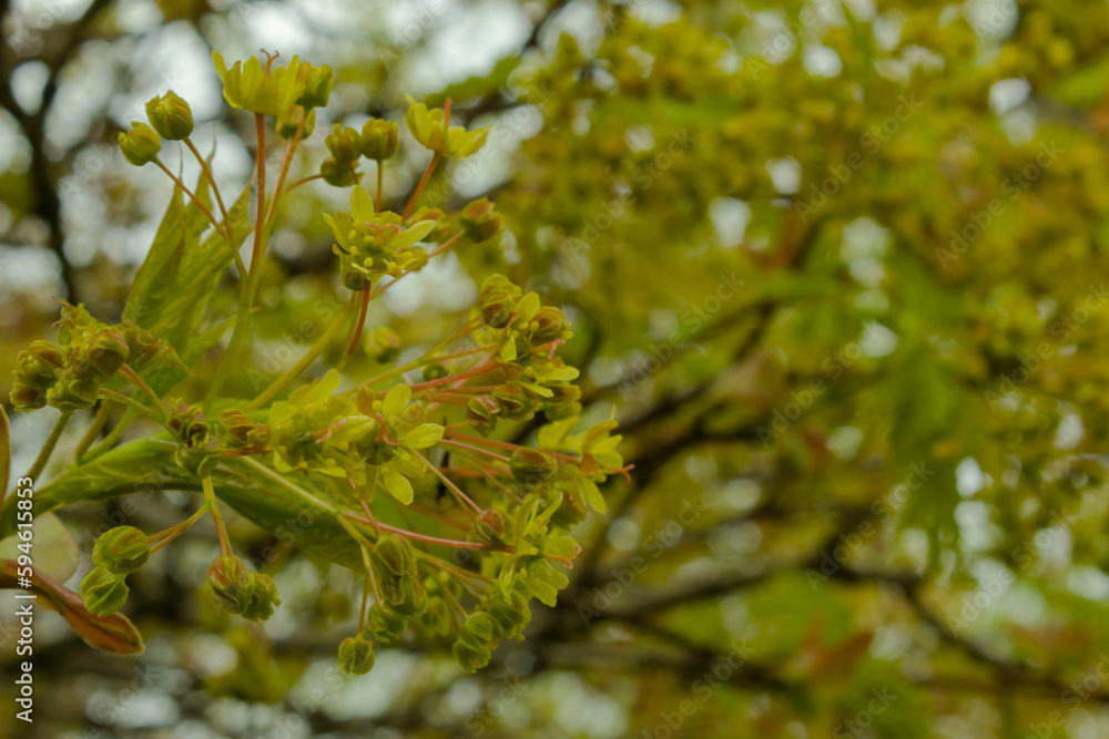Blooming maple in spring. Yellow-green tree flowers in April. Branch close-up, bottom view. Blooming maple in spring. Yellow-green tree flowers in April. Branch close-up, bottom view.