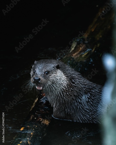 Otter perched atop a log in a tranquil body of water in the Bavarian forest, Germany