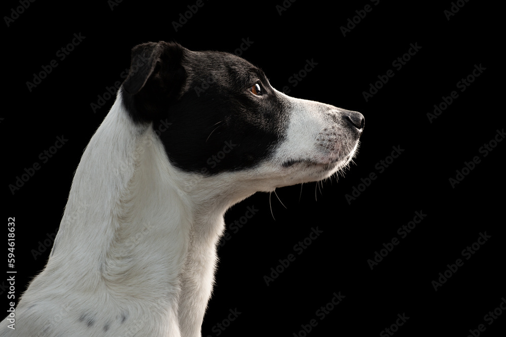 young border collie staffordshire bull terrier mixed breed dog sitting head profile portrait on a black background in the studio young border collie staffordshire bull terrier mixed breed dog sitting head profile portrait on a black background in the studio
