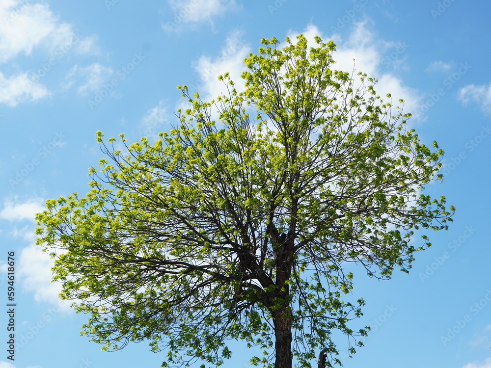 Fototapeta premium Solitary tall tree with branchy round crown and new green leaves in the sunlight on blue sky in spring