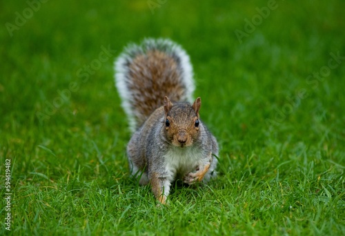 Adorable Eastern Gray Squirrel standing in the grass on the ground