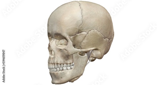 The human skull consists of 22 bones which are mostly connected