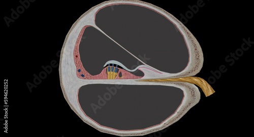 The cochlea is the p of the inner ear involved in hearing. photo