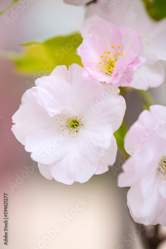 Tender flowers of blooming sakura closeup with selective focus.
