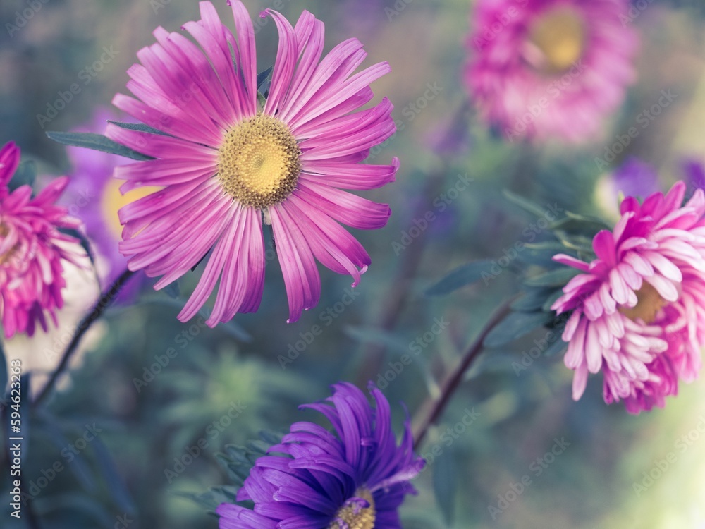 Obraz premium Vibrant array of delicate purple and pink aster flowers blooming in a lush garden.