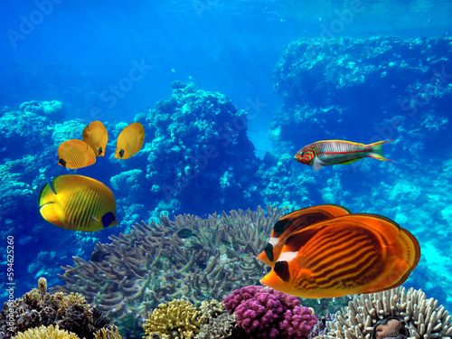 Hard coral, Red Sea, Sharm El Sheikh. Egypt © vlad61_61