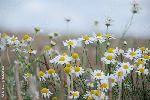 Daisies flowers on a summer meadow