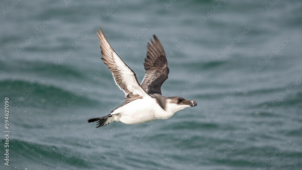 Close up of a Razorbill bird flying over the ocean Close up of a Razorbill bird flying over the ocean