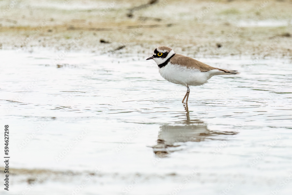 Little ringed plover standing in the pond's water and looking for food Little ringed plover standing in the pond's water and looking for food