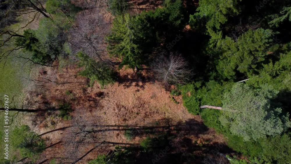 Aerial view of a mixed forest with long shadows Aerial view of a mixed forest with long shadows