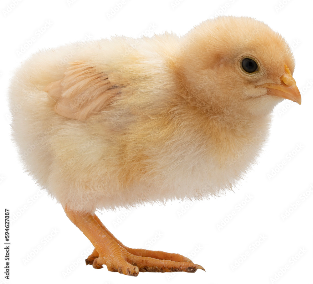 Obraz premium Bright gold colored chick