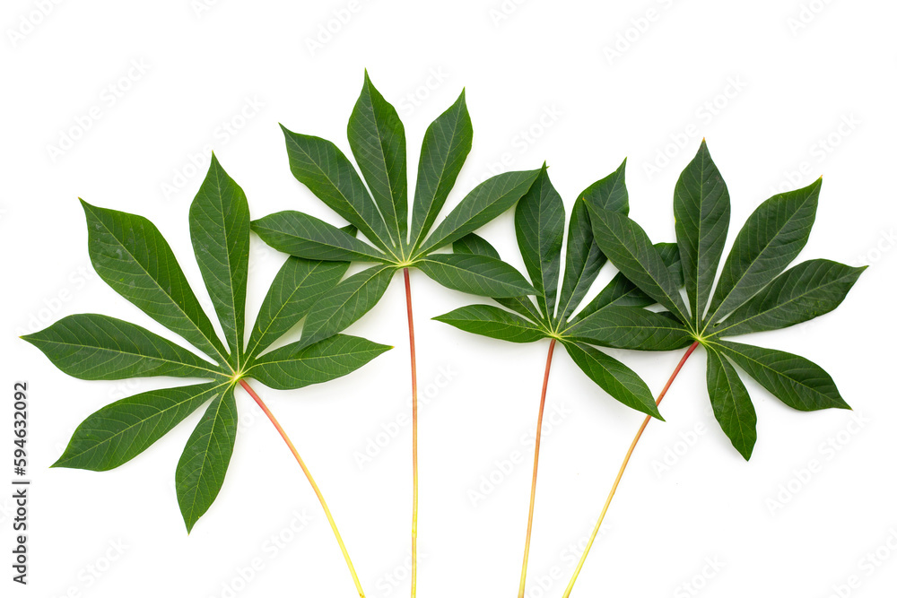 Cassava leaves on white background.