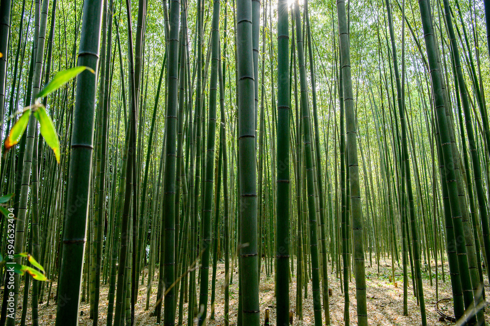 竹林の小径 嵐山 竹林の小径 嵐山