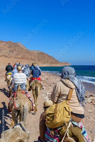 Tourists riding camels at the shore of Red sea in Dahab  Egypt