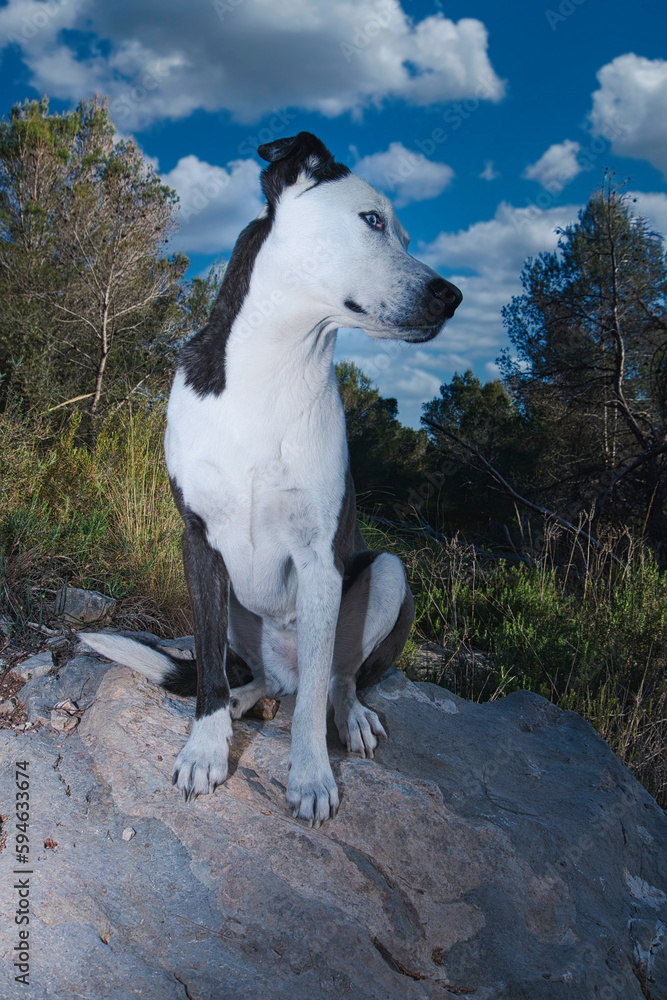 Perro de ojos azules posando en el bosque Perro de ojos azules posando en el bosque