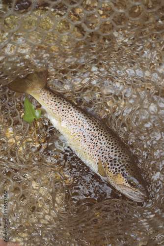 Trota fario appena catturata ancora nel guadino, poco prima del rilascio. photo