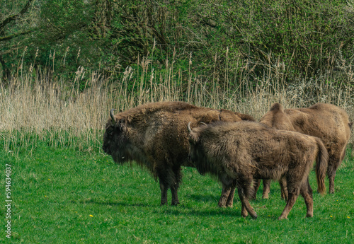 Wisent, the European bison (Bison bonasus) or the European wood bison, also known as the wisent, or sometimes colloquially as the European buffalo, is a European species of bison.