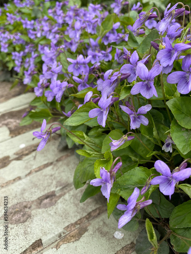 Viola sororia. Common blue violet flowers. photo