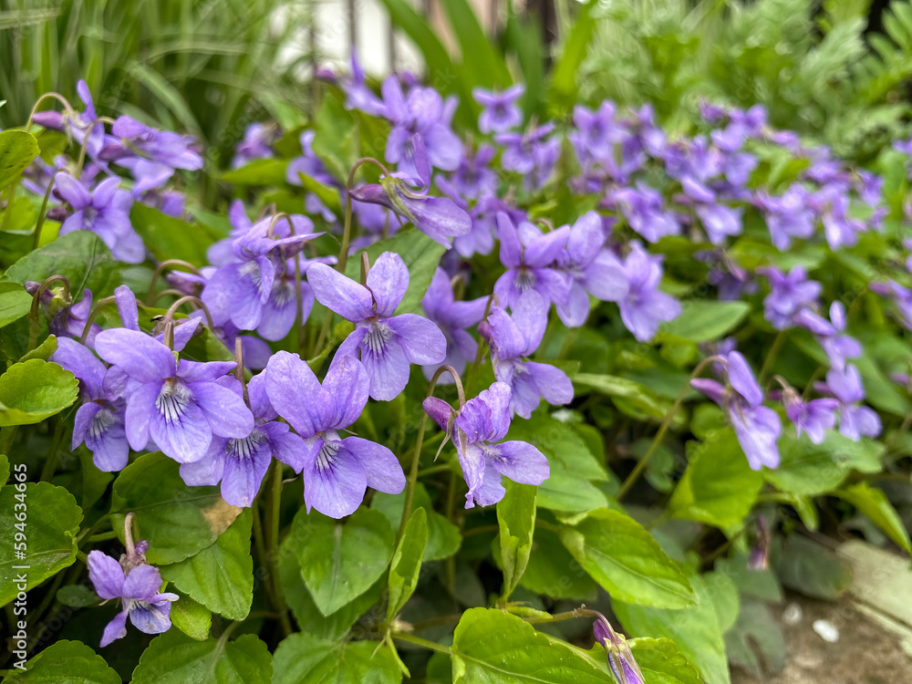 Viola sororia. Common blue violet flowers.