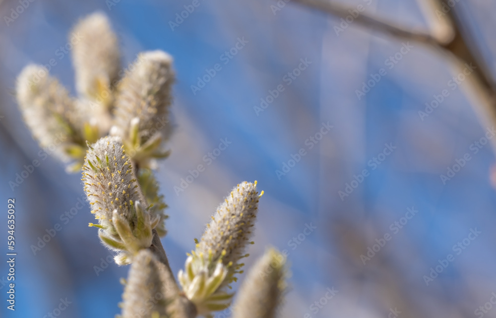 Fototapeta premium Willow buds close-up.