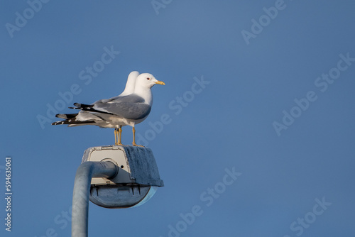 Common gulls (Larus canus) standing on a lamp post against a blue sky in a park in Finland on a sunny springtime