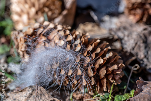A bird's feather on the ground among the cones.