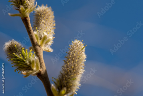 Willow buds close-up.
