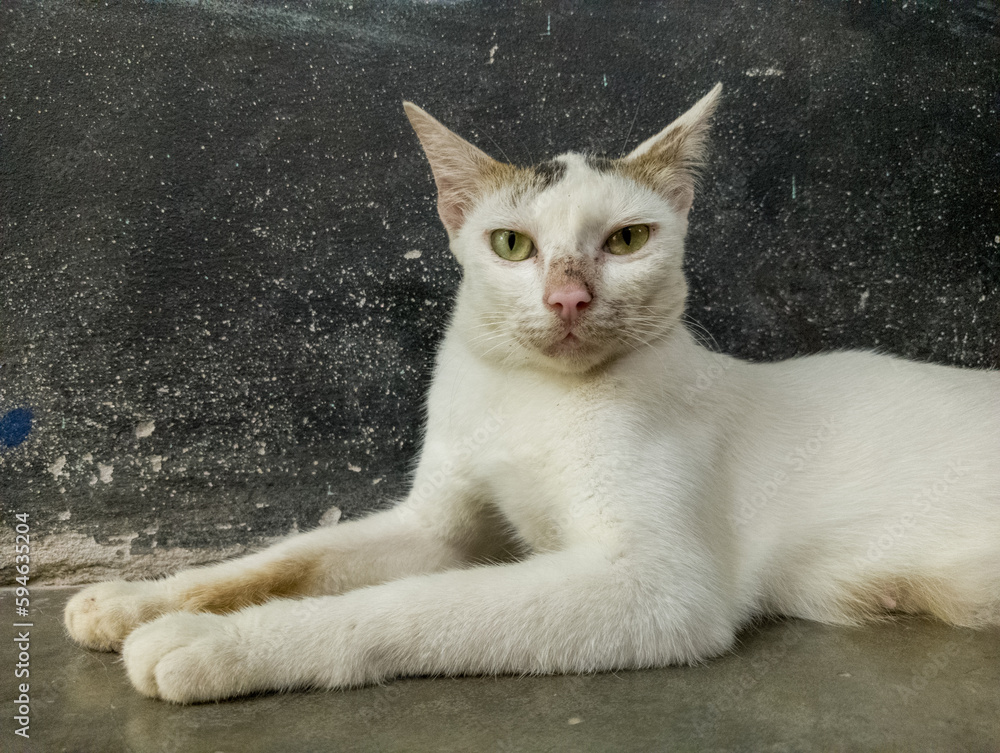 An asian cat staring at camera