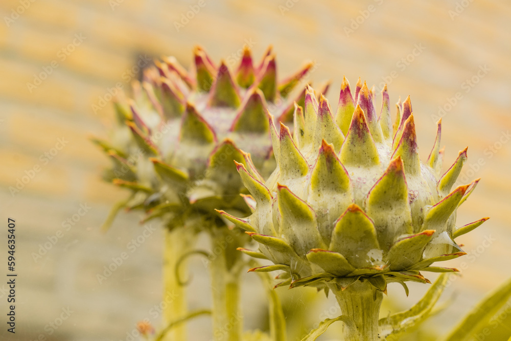 The soft pastel shade of the flower buds of the artichoke (Cynara scolymus). It is an important vegetable in Mediterranean cuisine and has medicinal properties.
The soft pastel shade of the flower buds of the artichoke (Cynara scolymus). It is an important vegetable in Mediterranean cuisine and has medicinal properties.
