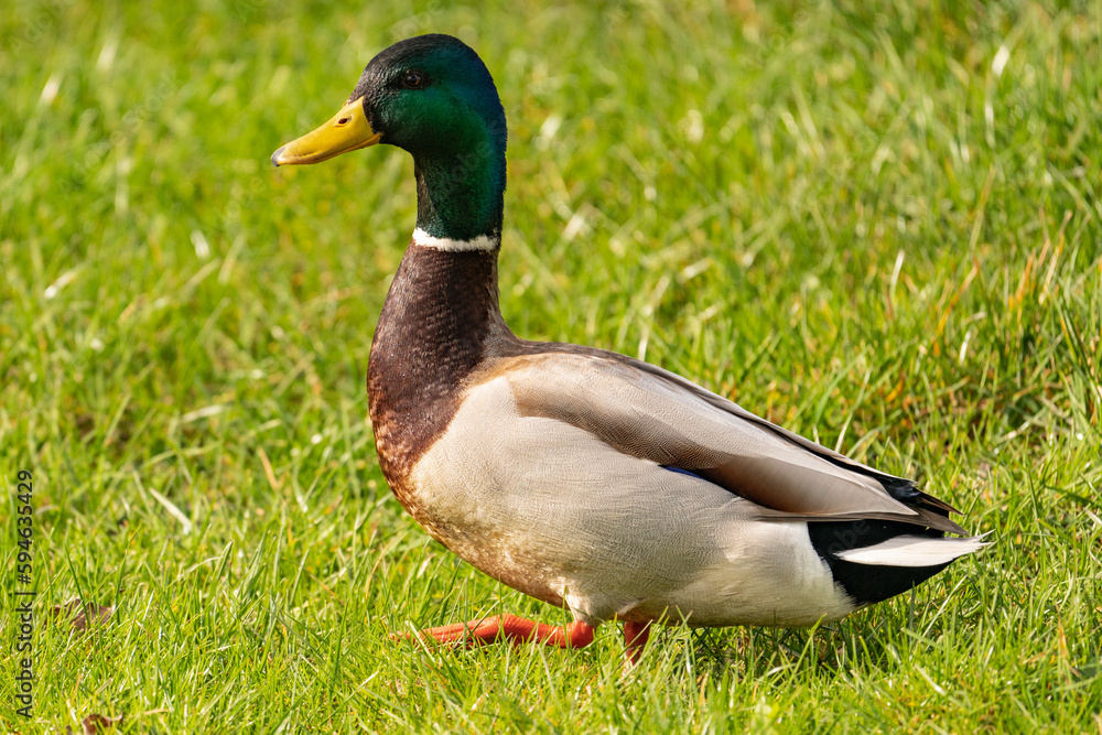 This mallard or wild duck (Anas platyrhynchosend), a drake, walks perky through the grass. It is spawning time and he is alert to the presence of a suitable partner.
This mallard or wild duck (Anas platyrhynchosend), a drake, walks perky through the grass. It is spawning time and he is alert to the presence of a suitable partner.
