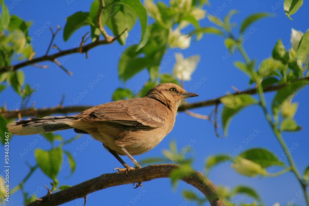 bird on a branch bird on a branch