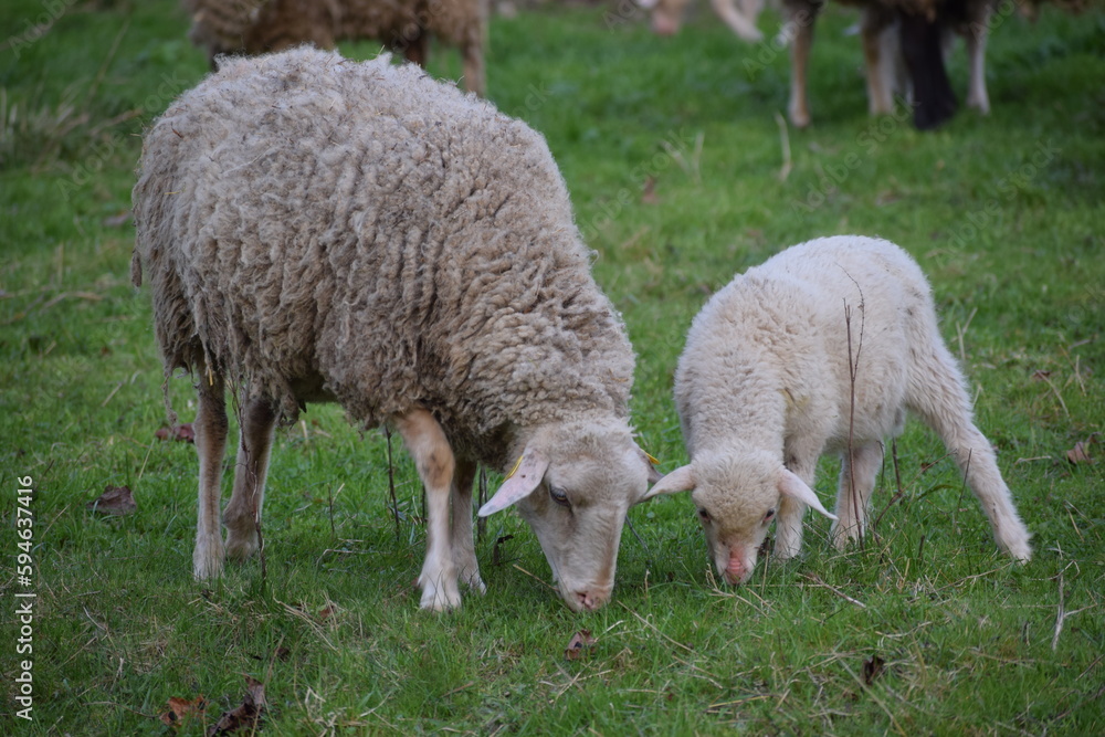 sheep and young sheep in the countryside in the spring 