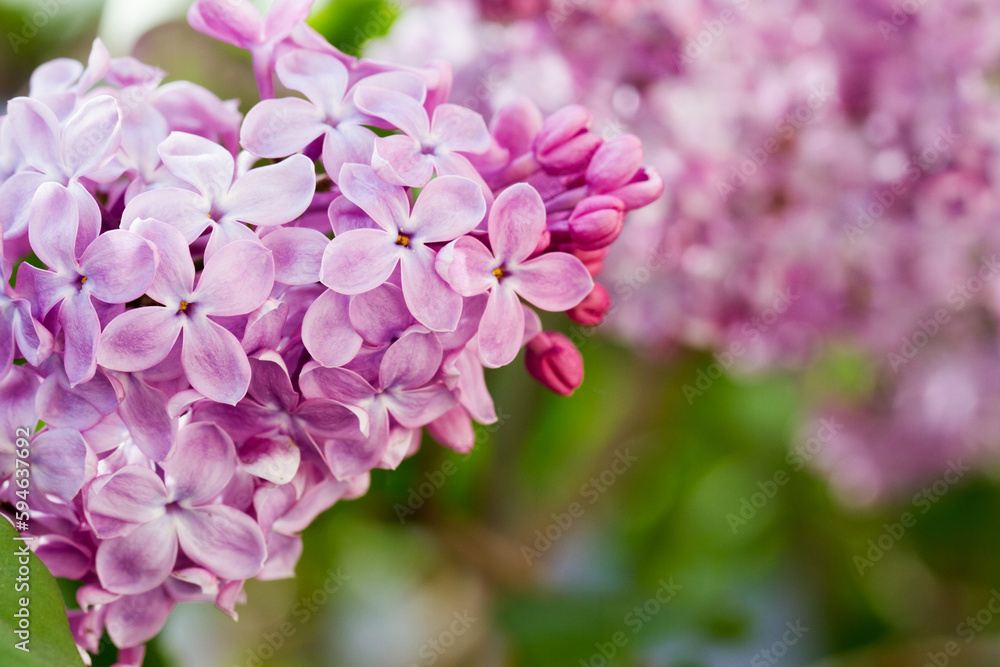 Close-up view of blooming lilac flowers in botanical garden