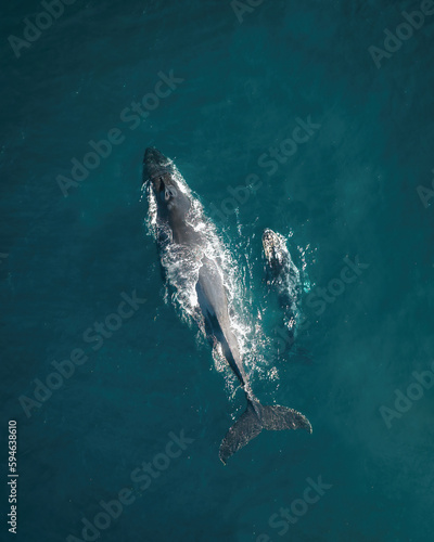 Humpback whale and calf aerial drone shot sleeping on the surface of the ocean in Australia, New South Wales.