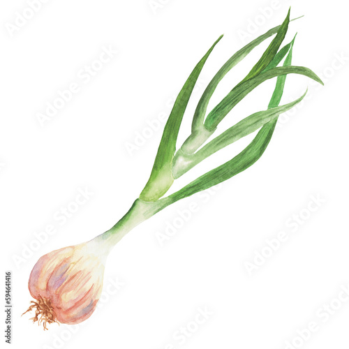 green garlic Watercolor 