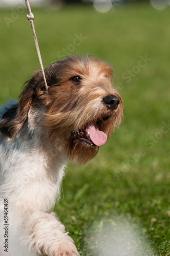 Otterhound close up with tongue out