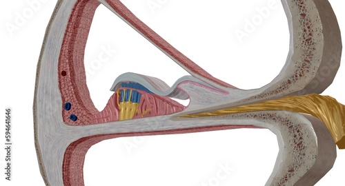 Foto The cochlea is the p of the inner ear involved in hearing.